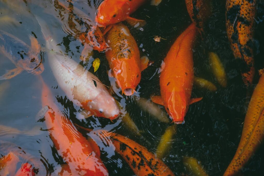 Close-up of Koi Ornamental Fish